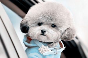 贵宾什么时候换毛