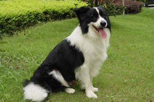 边牧有眼屎怎么办