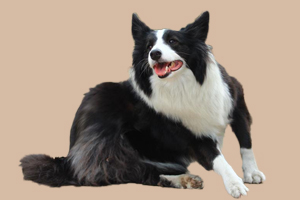 边牧不吃东西怎么办