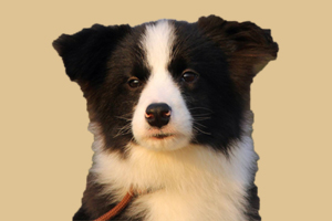 边牧体味大怎么办