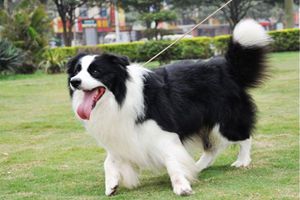 边牧口臭怎么解决