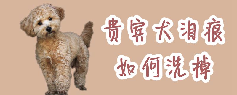 贵宾犬泪痕如何洗掉