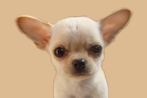 吉娃娃为什么经常哭