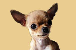 吉娃娃挑食不吃狗粮怎么办