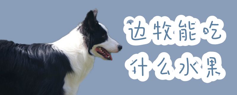 边牧能吃什么水果