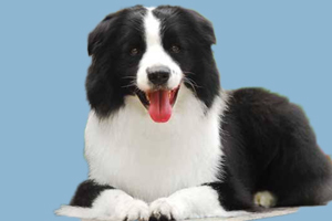 边牧犬什么时候发情