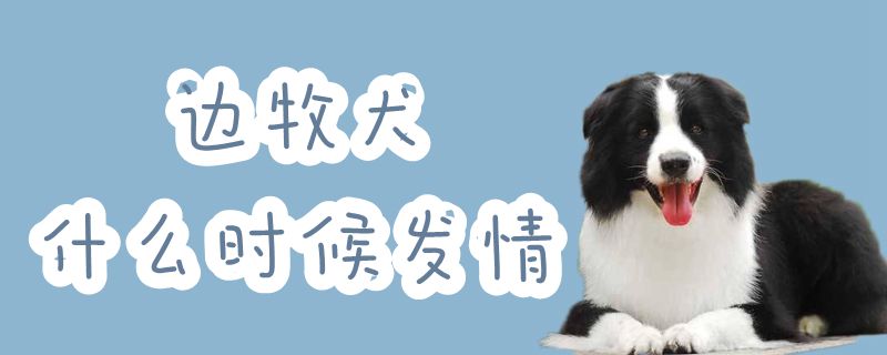 邊境牧羊犬犬什麼時候發情