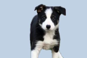 边牧可以吃什么蔬菜