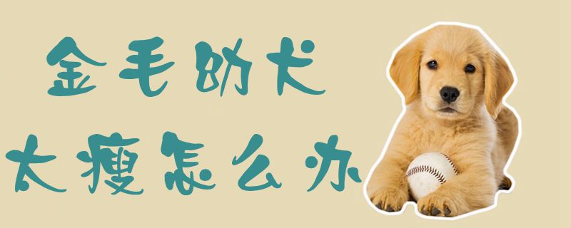 金毛幼犬太瘦怎麼辦