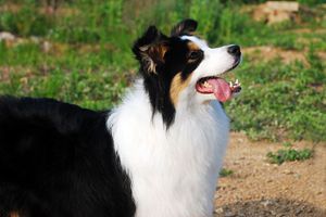 边牧的优点是什么