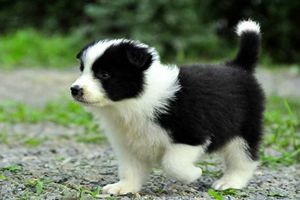 怎么挑边牧幼犬