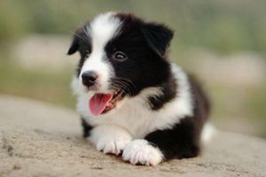 边牧幼犬怎么选择