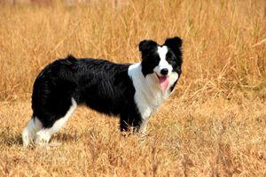 边牧泪痕怎么去