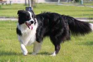 边牧掉毛严重是什么原因