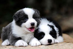 怎样挑边牧幼犬