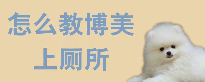 怎麼教博美上廁所1