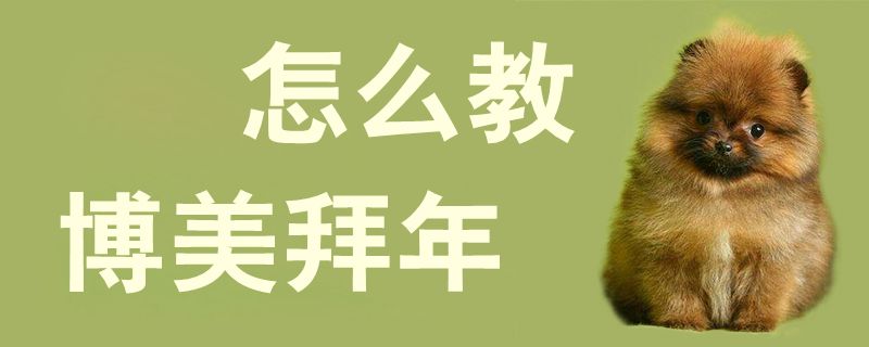 怎麼教博美拜年