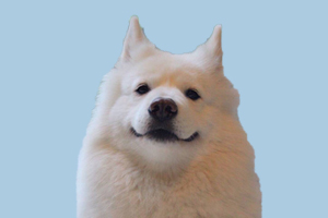 萨摩耶怎么区分纯种