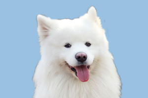 怎样去除萨摩耶犬泪痕