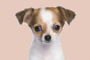 吉娃娃发情期多久