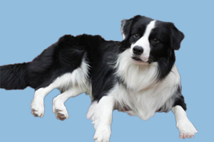 边牧犬不能吃什么