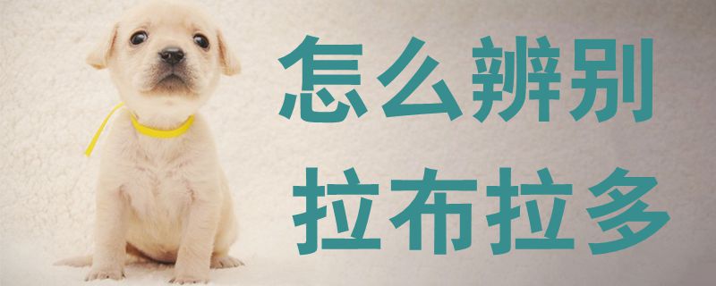 怎么辨别拉布拉多1