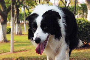 边牧可以吃什么肉