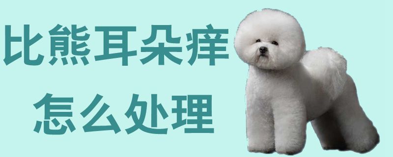 比熊耳朵痒怎么处理1