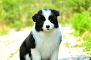 边牧掉毛怎么清理