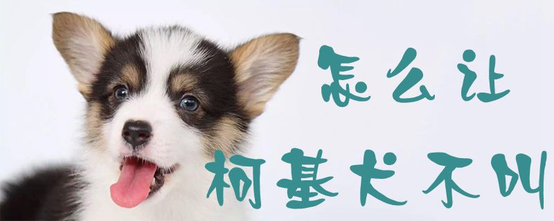 怎麼讓柯基犬不叫1