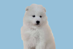 萨摩耶犬喂养吃什么