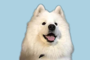 萨摩耶犬掉毛怎么办