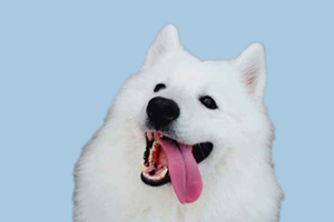 萨摩耶犬缺点是什么