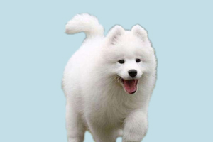 萨摩耶犬能吃哪些食物