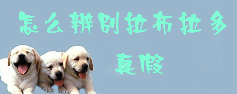 怎么辨别拉布拉多真假1