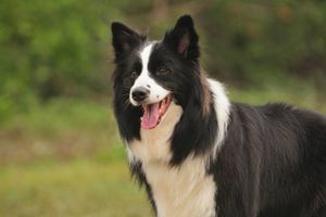 边牧缺钙表现是什么