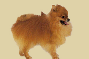 博美立耳方法有哪些