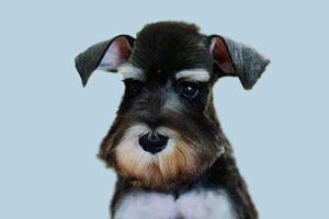 雪纳瑞耳朵臭怎么回事