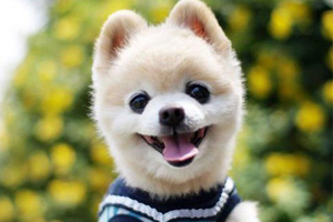 博美犬喂养要点是什么