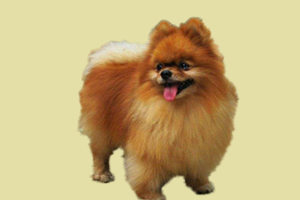 博美发情期要多久