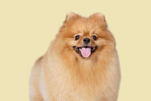 怎么给博美犬刷牙