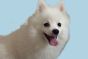 怎么给博美狗狗梳毛