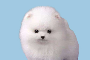 怎么让博美不挑食