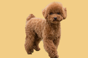 贵宾为什么要断尾