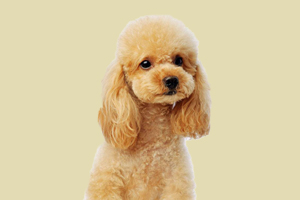 贵宾掉毛严重怎么办