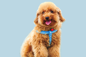 贵宾挑食怎么办