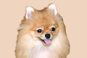 怎么给博美刷牙