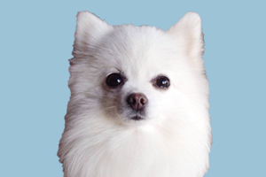 博美犬发情期多长时间