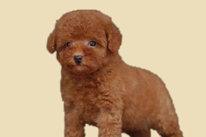 贵宾不能吃什么水果