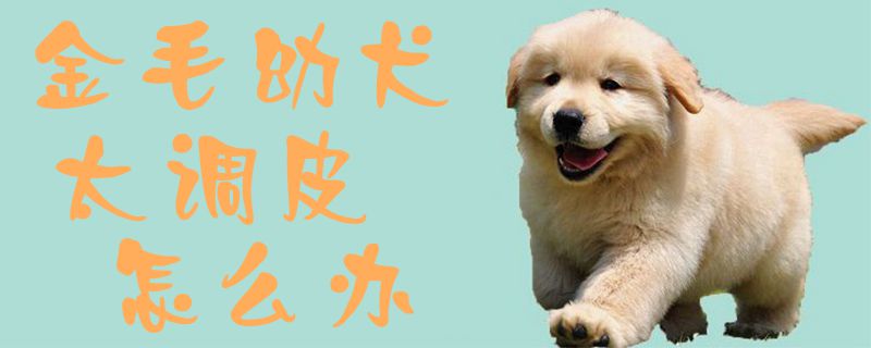 金毛幼犬太調皮怎麼辦1